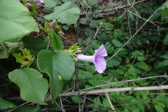 Argyreia involucrata